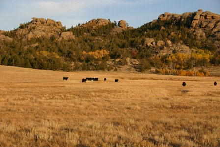 Indian Creek Cattle.1008 151